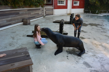 Lise au zoo de la Flèche Lise au zoo de la Flèche