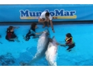 Audrey, Adeline et Louison avec les dauphins  � Benidorm  .